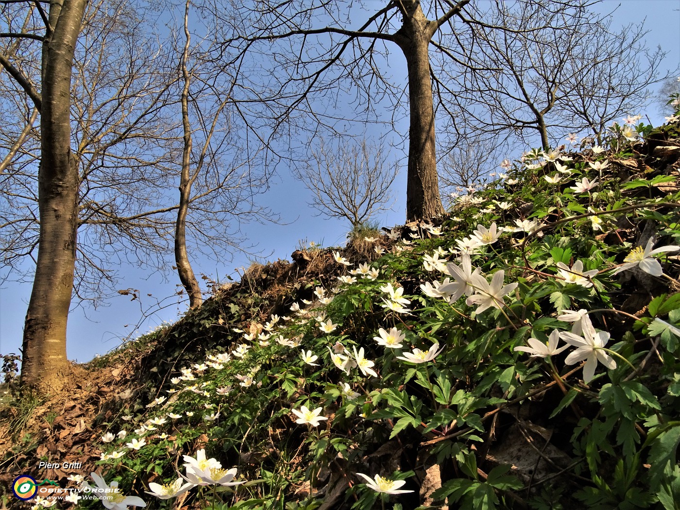 12 Distese  di anemone dei boschi (Anemonoides nemorosa).JPG